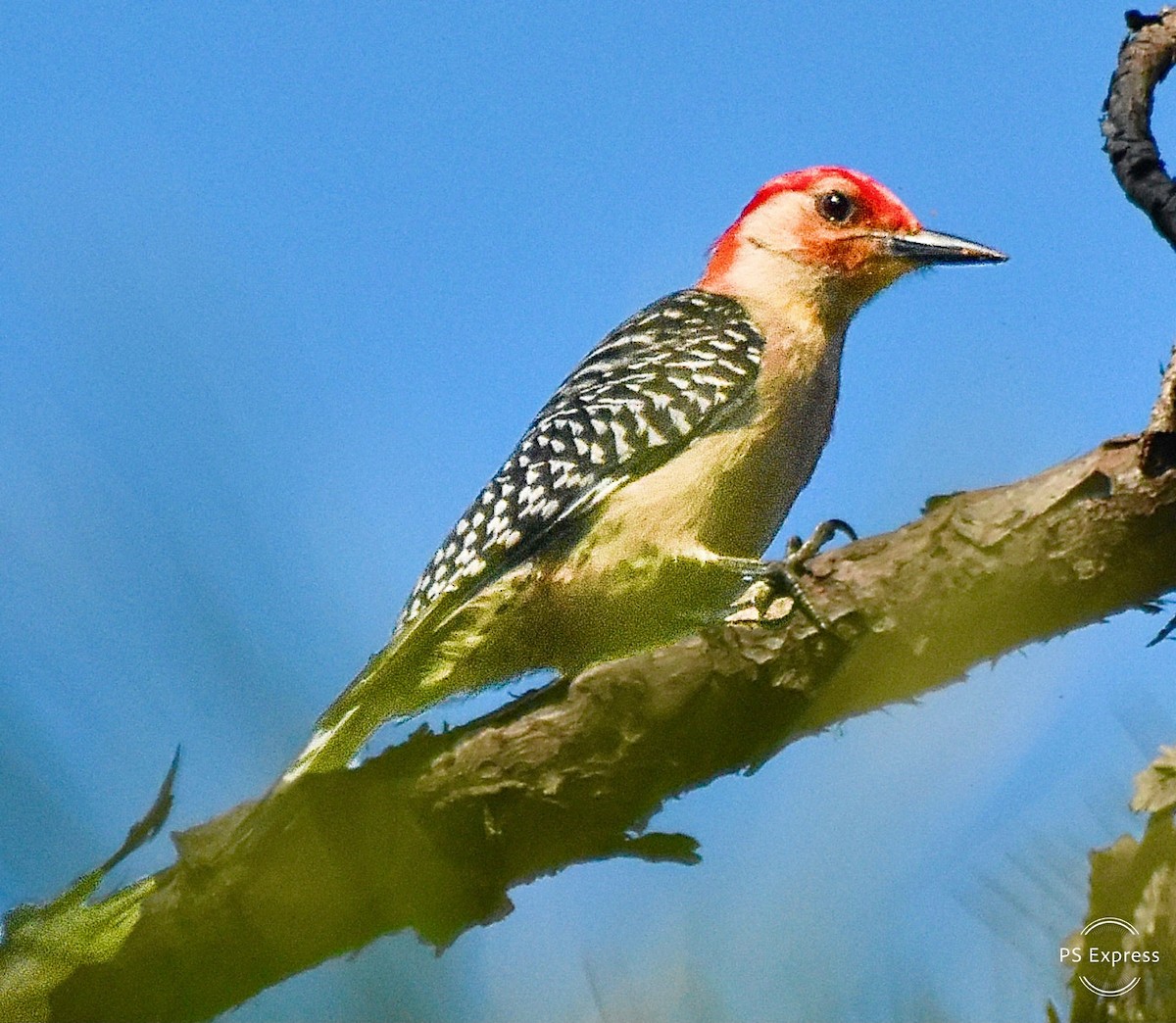 Red-bellied Woodpecker - ML617938031