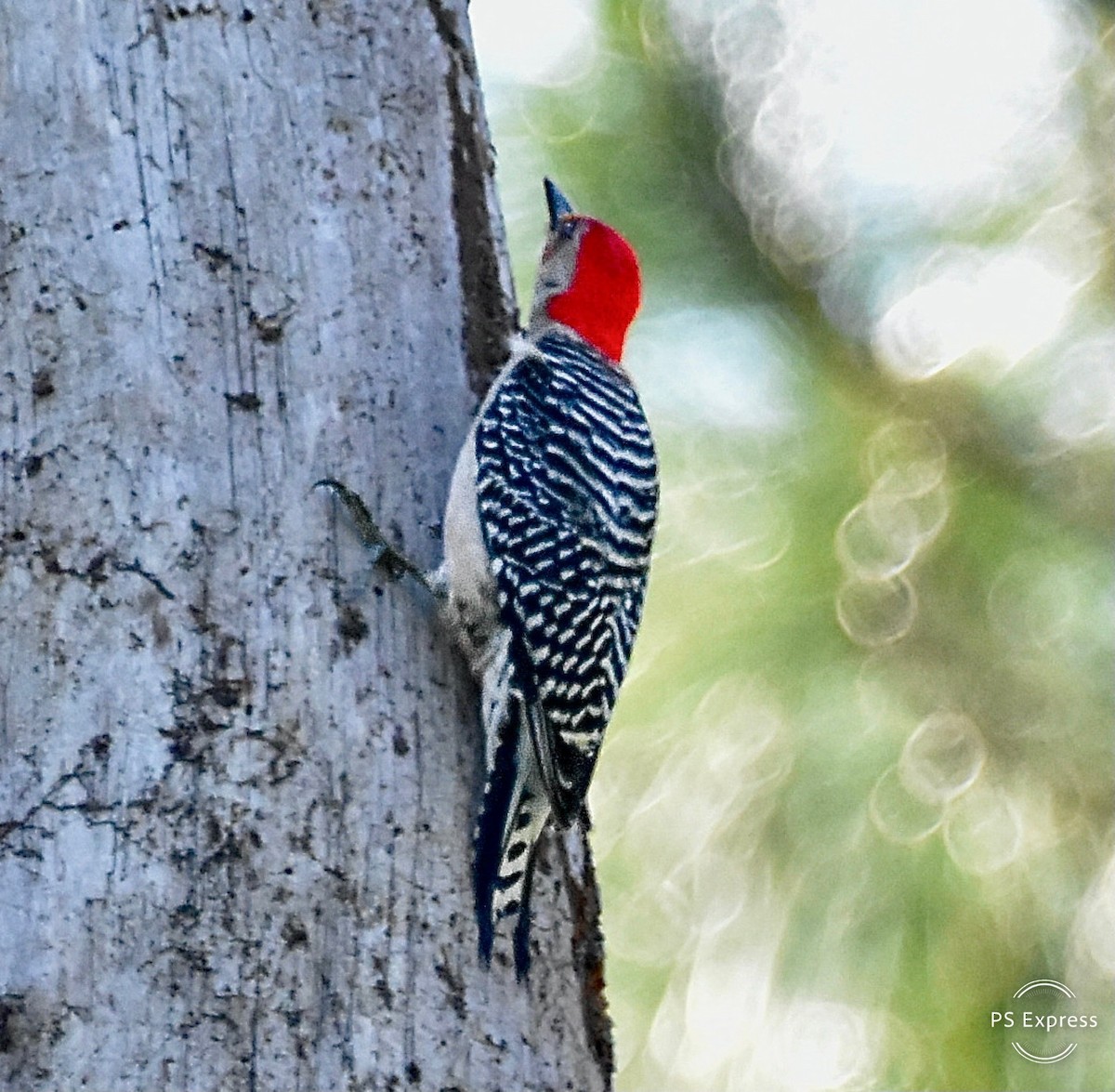 Red-bellied Woodpecker - ML617938032