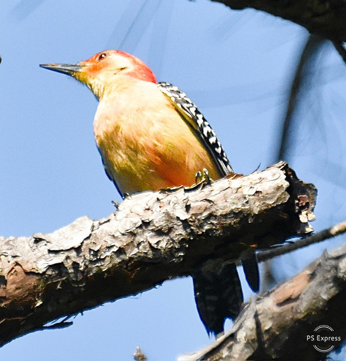 Red-bellied Woodpecker - ML617938033