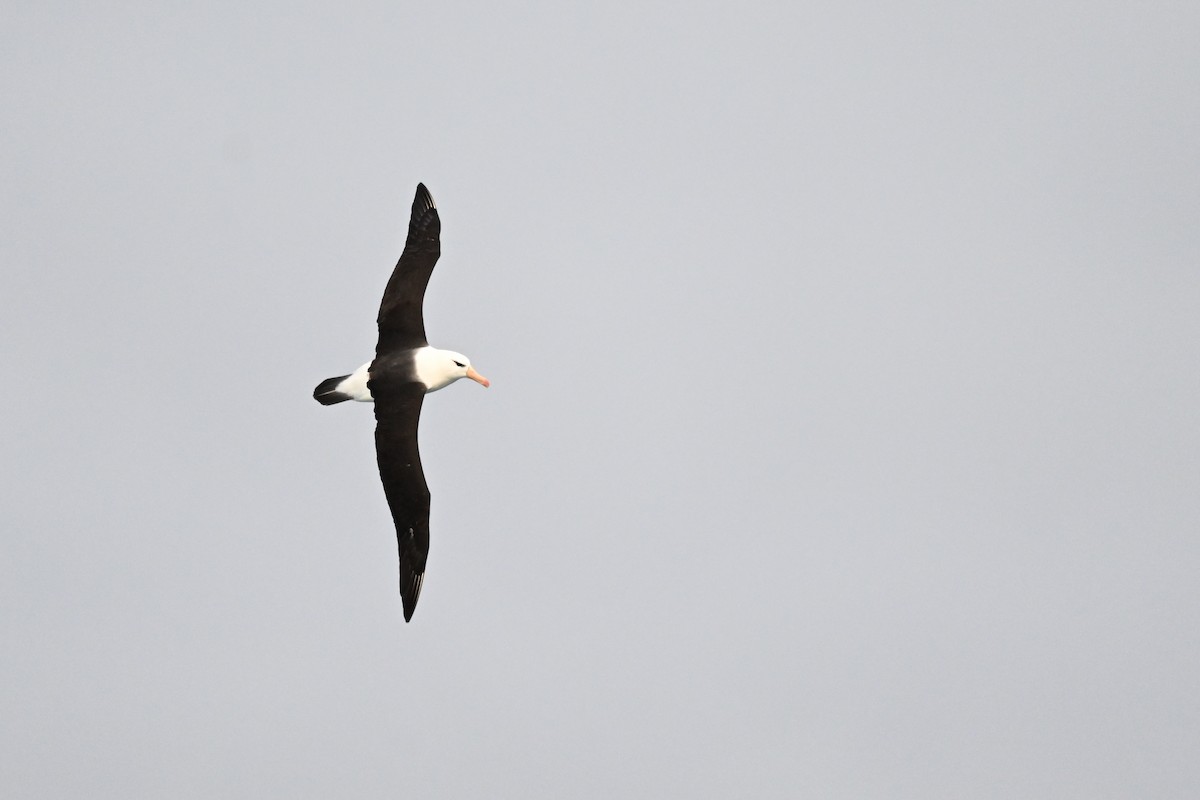 Black-browed Albatross - Marcelina Poddaniec