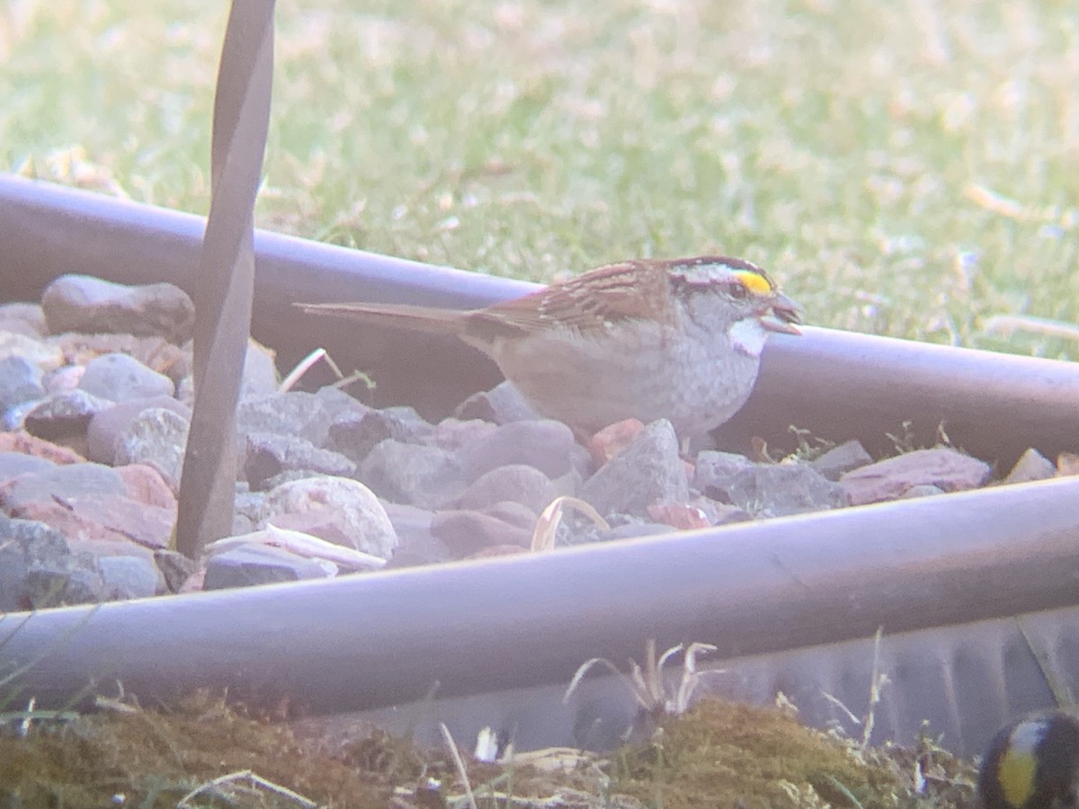 White-throated Sparrow - ML617938119
