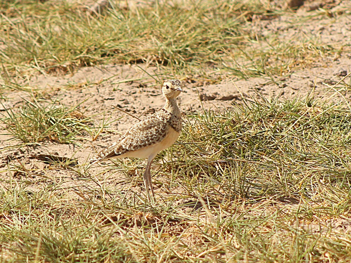 Double-banded Courser - ML617938180