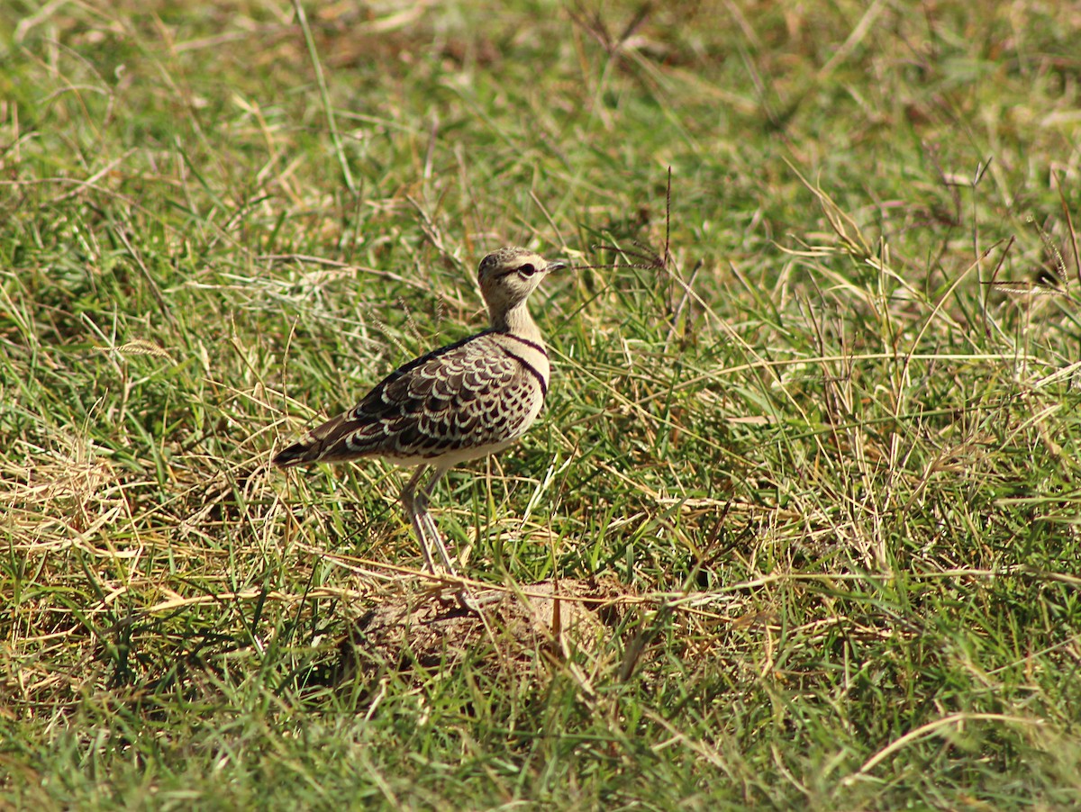 Double-banded Courser - ML617938181