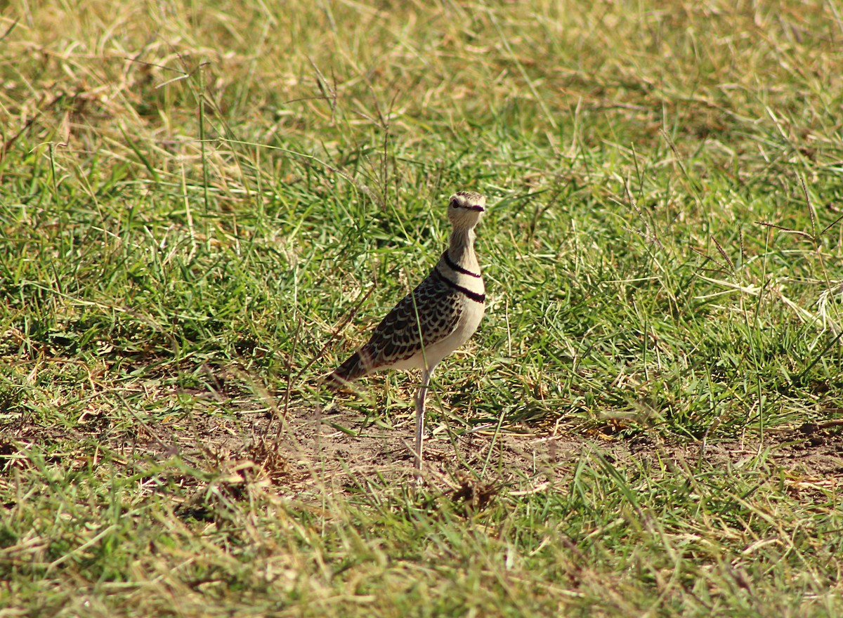 Double-banded Courser - ML617938182