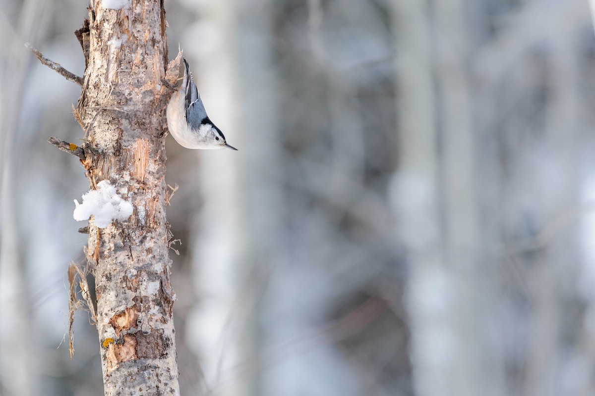 White-breasted Nuthatch - Brennan Stokkermans