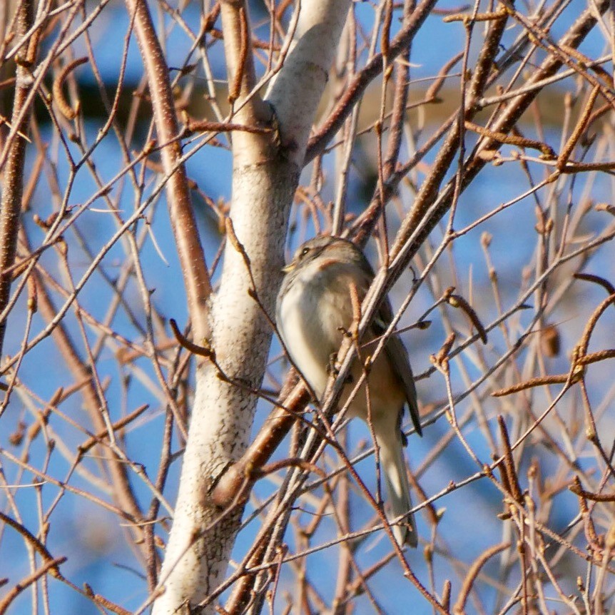American Tree Sparrow - ML617938189