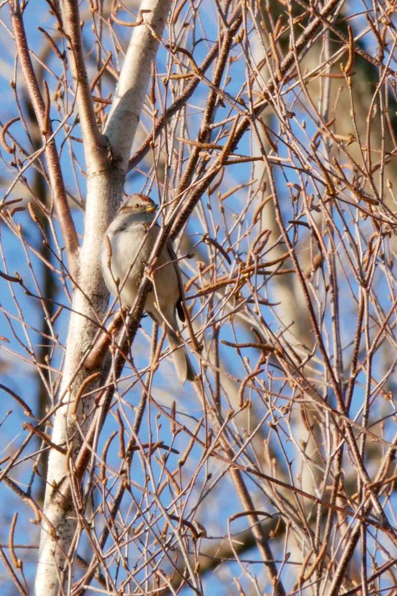 American Tree Sparrow - ML617938190