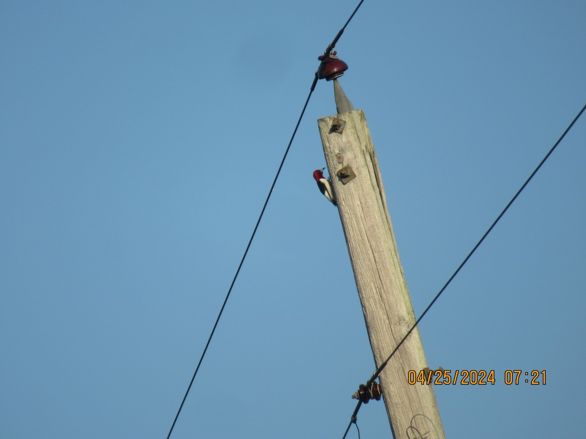 Red-headed Woodpecker - ML617938277