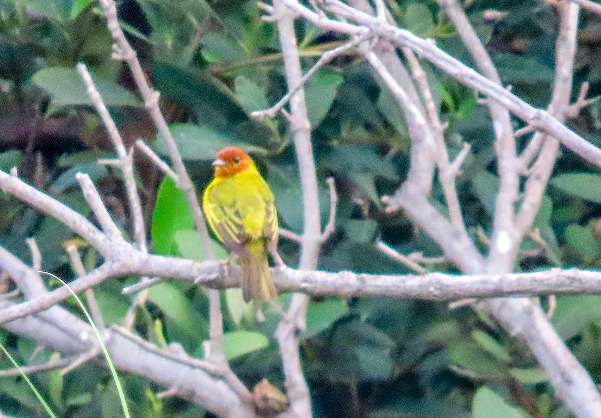 Yellow Warbler (Mangrove) - ML617938333