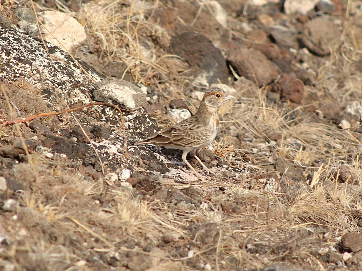 Fischer's Sparrow-Lark - ML617938381