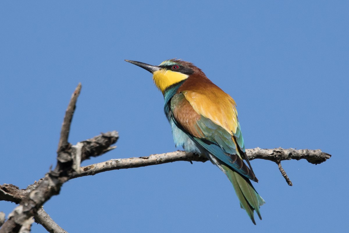 European Bee-eater - ML617938442