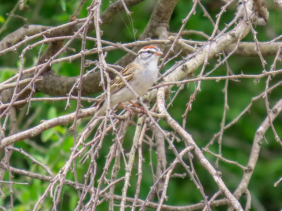 Chipping Sparrow - ML617938476