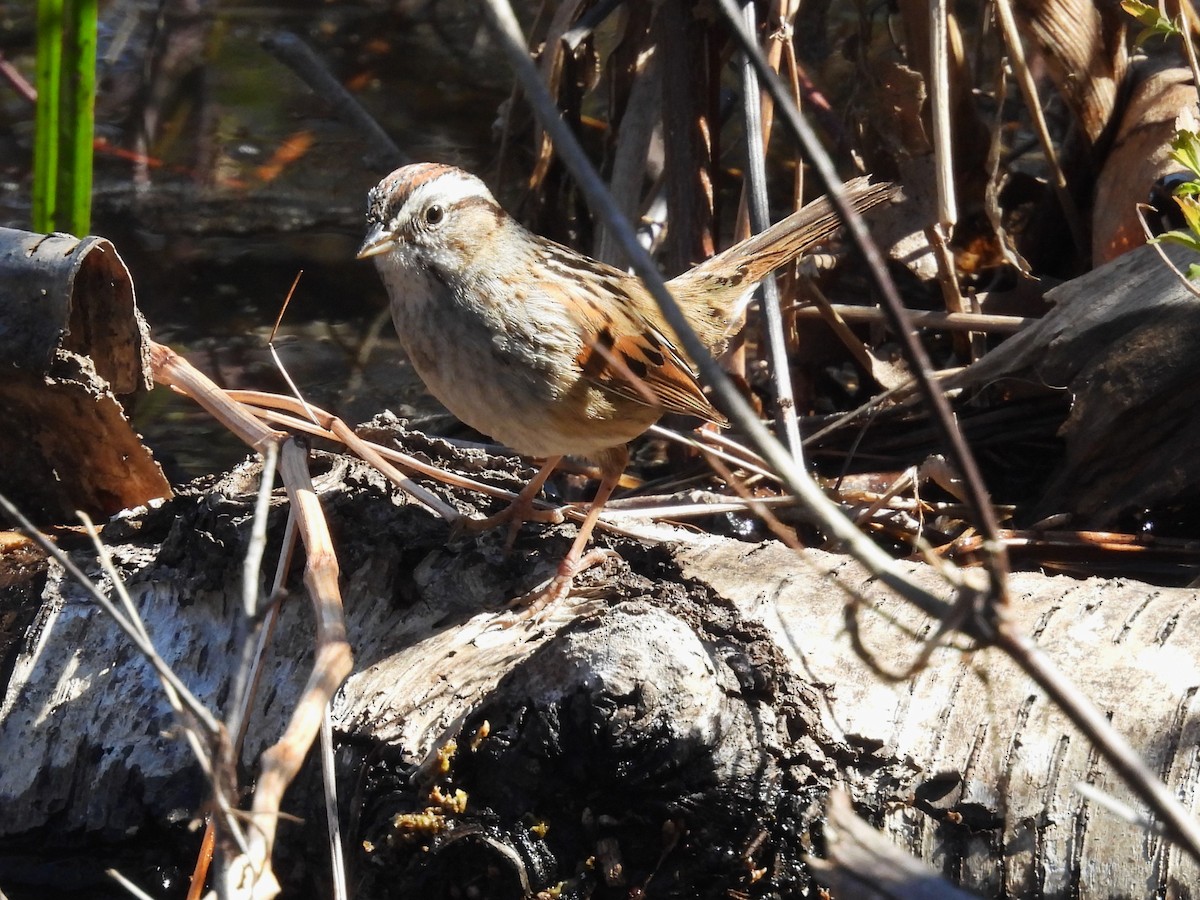 Swamp Sparrow - ML617938507