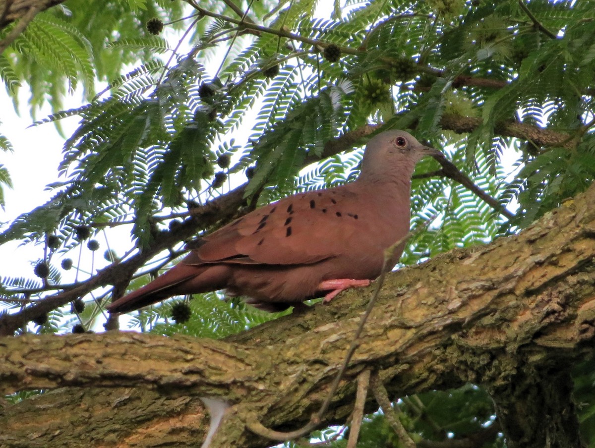 Ruddy Ground Dove - André Tostes Tostes