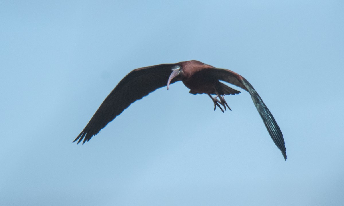 ibis hnědý - ML617938574