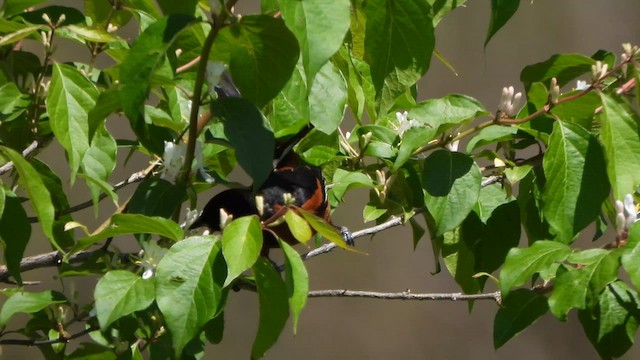 Orchard Oriole - ML617938613