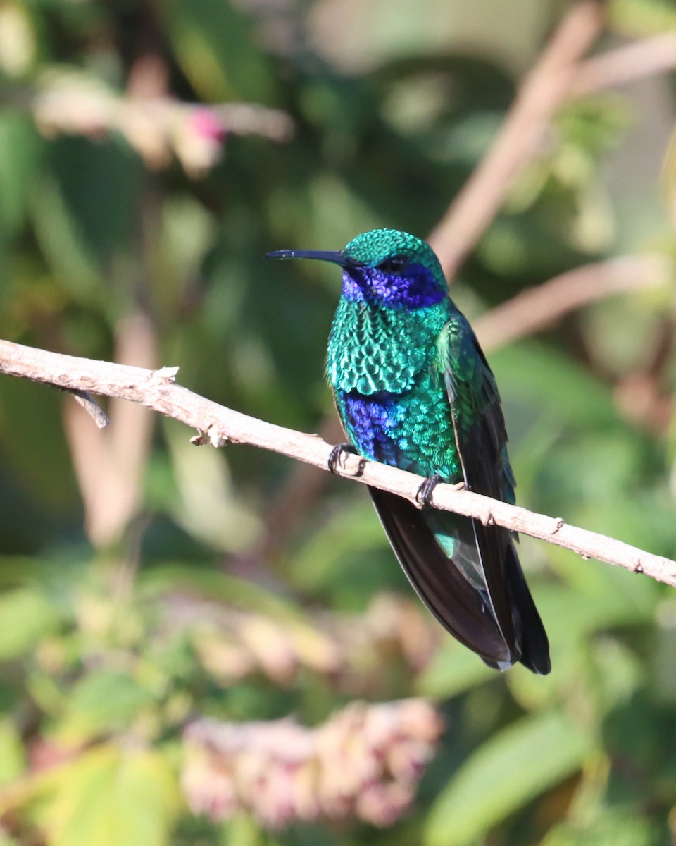 kolibřík modrolící - ML617938628