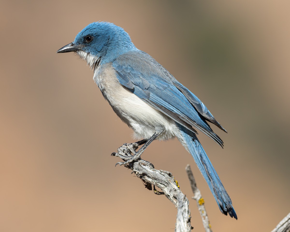 Mexican Jay - ML617938645