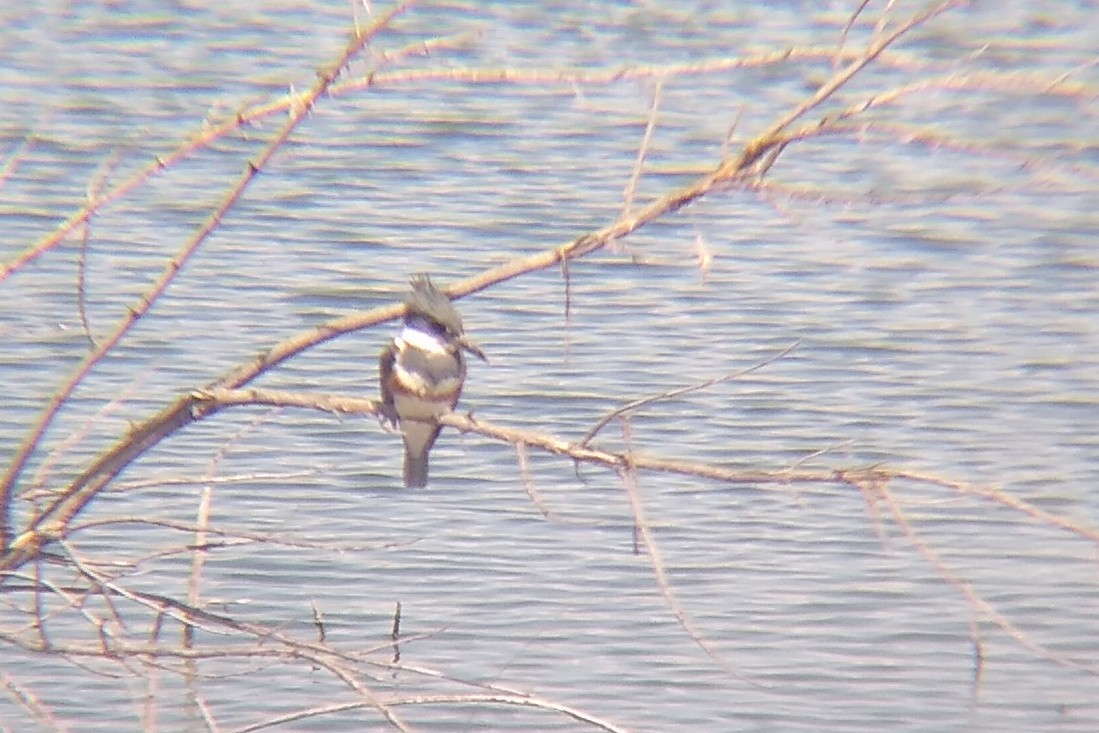 Belted Kingfisher - ML617938682