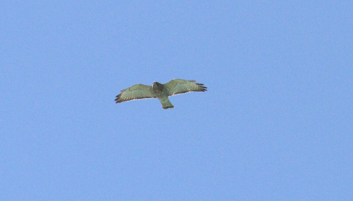 Broad-winged Hawk - ML617938691