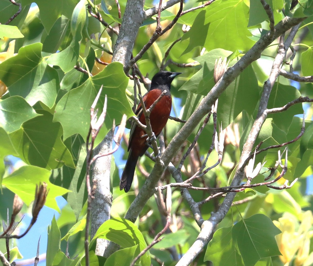 Orchard Oriole - ML617938703