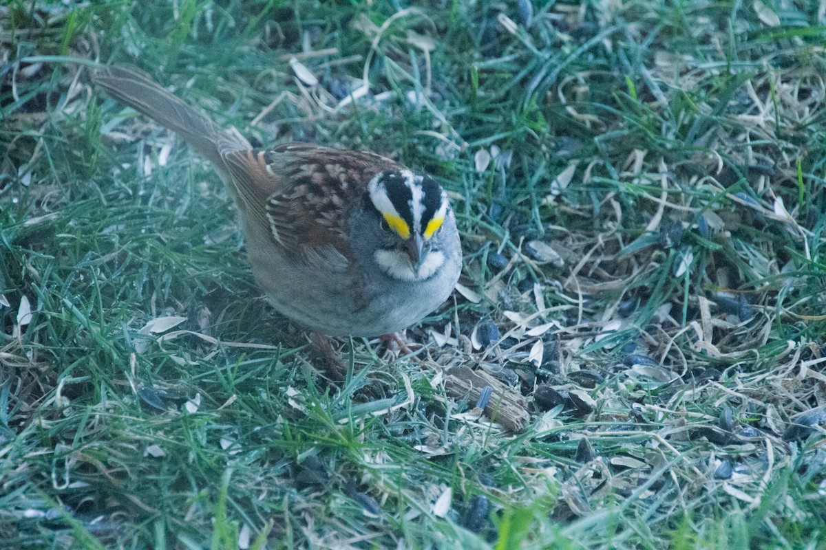 White-throated Sparrow - Susan Fagan