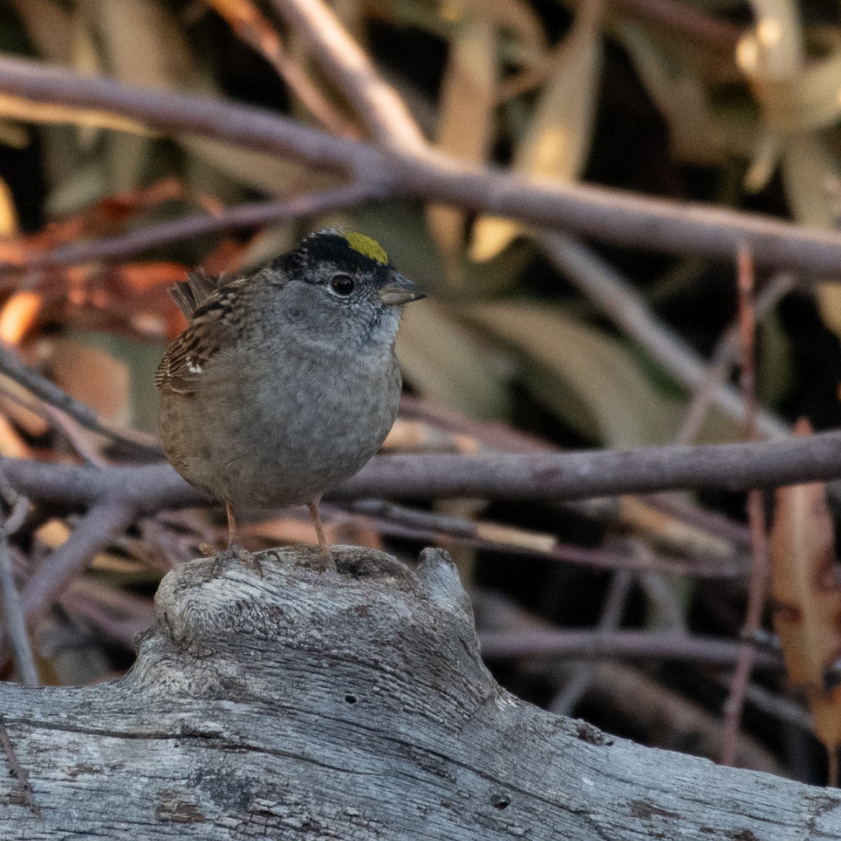 Golden-crowned Sparrow - ML617938750