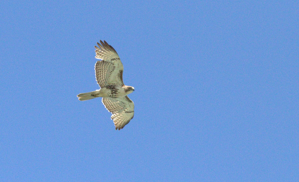 Red-tailed Hawk - ML617938767