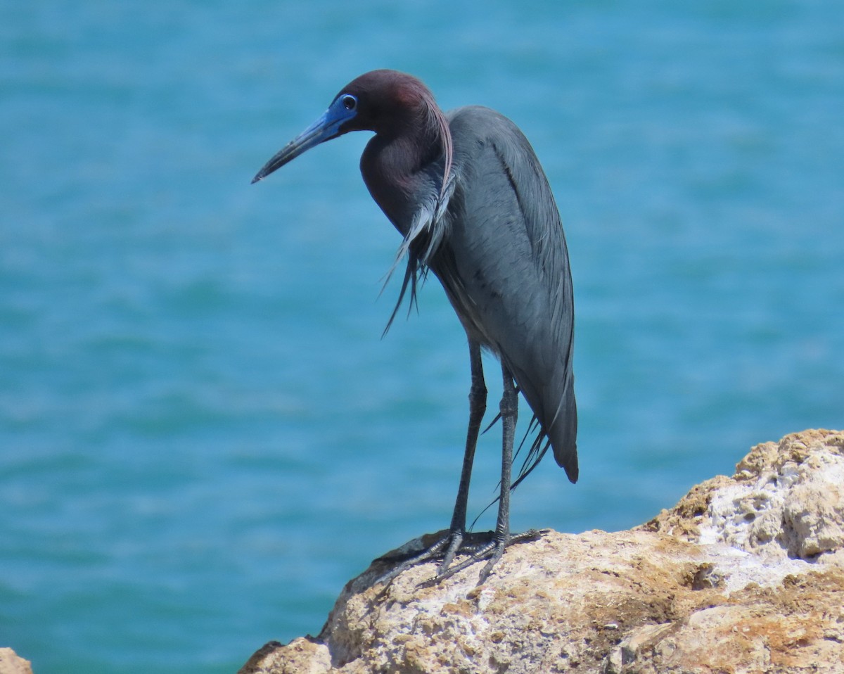 Little Blue Heron - Laurie Witkin