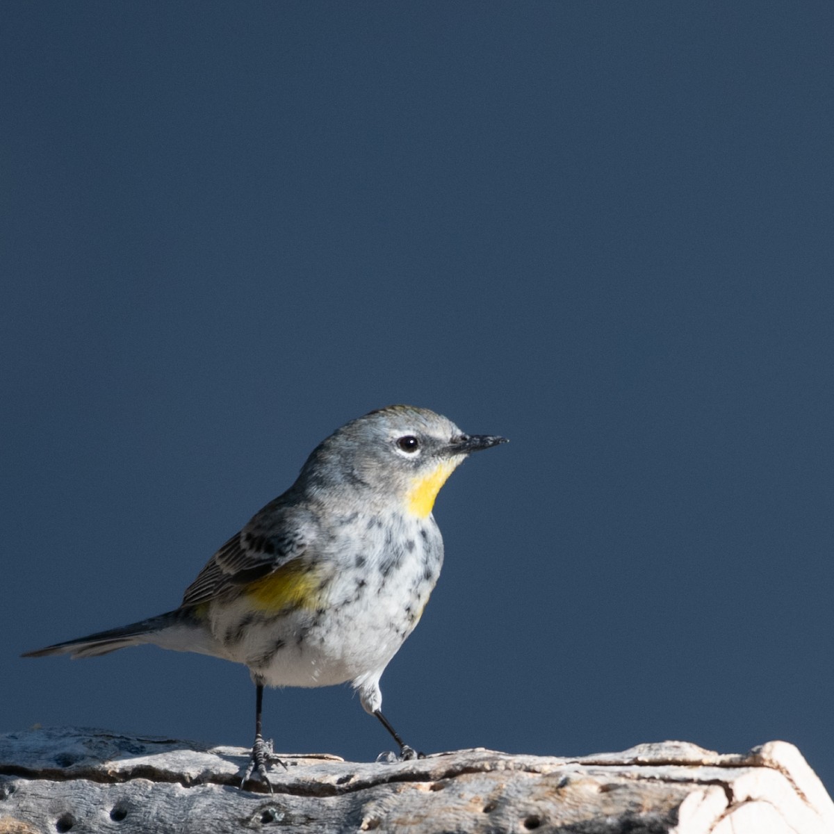 Yellow-rumped Warbler (Audubon's) - ML617938774