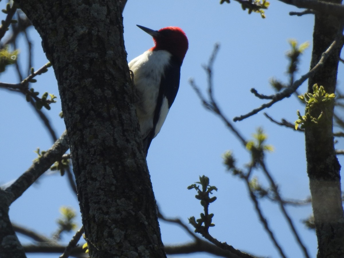 Red-headed Woodpecker - Theresa LeCompte