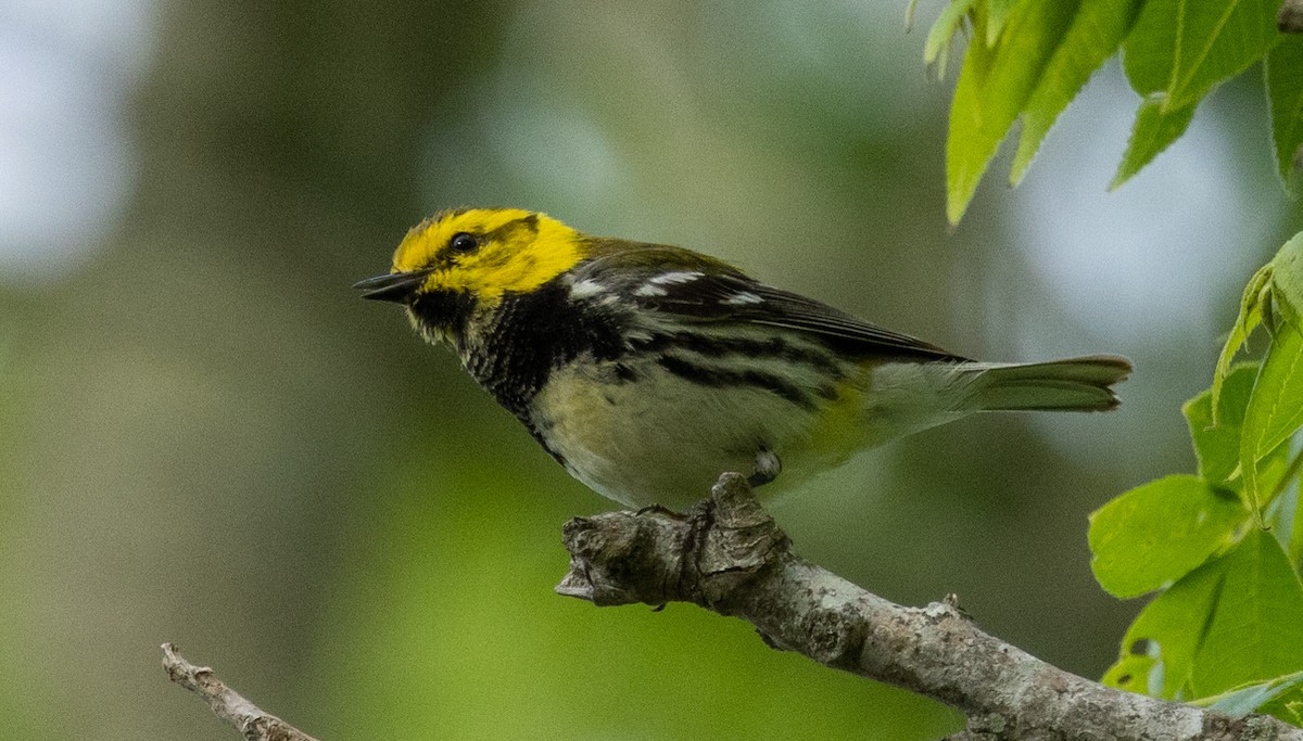 Black-throated Green Warbler - Roy Freese