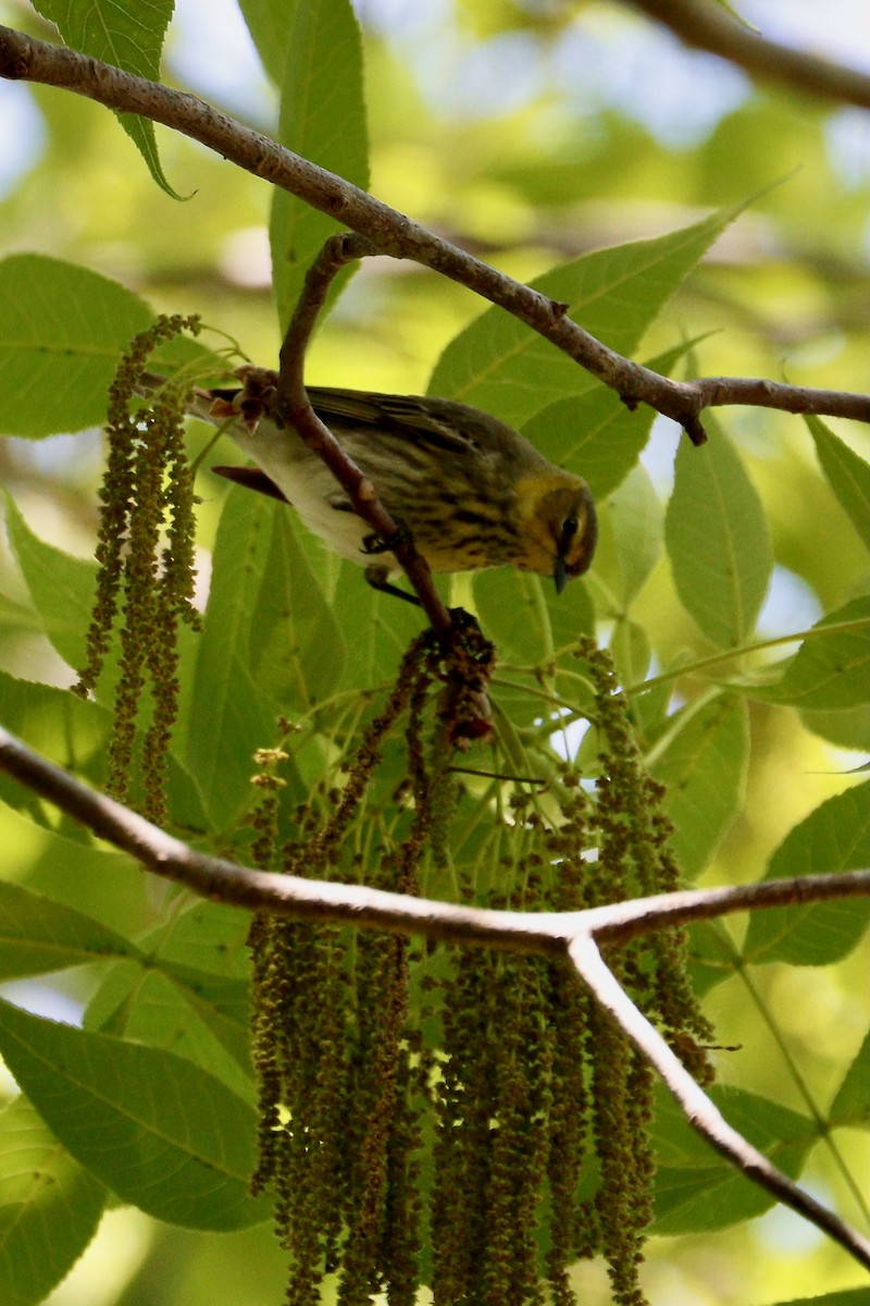 Cape May Warbler - ML617938976