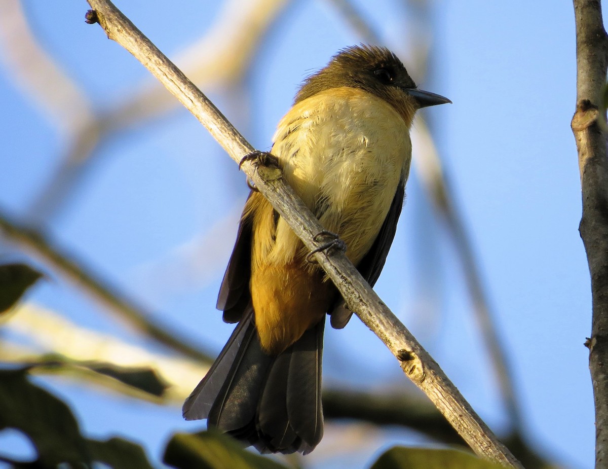 Black-goggled Tanager - ML617939002