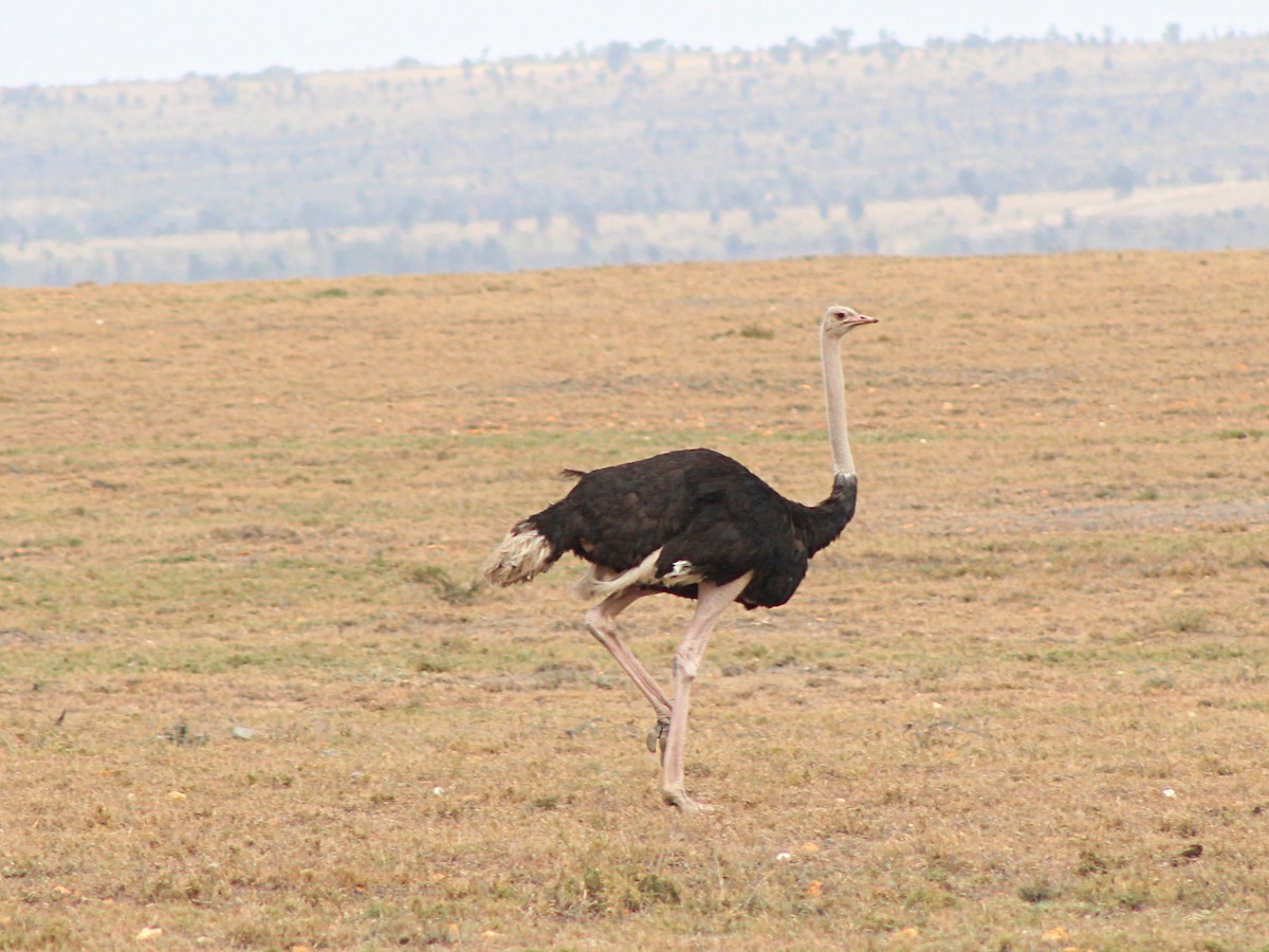 Common Ostrich - Andrew Cauldwell