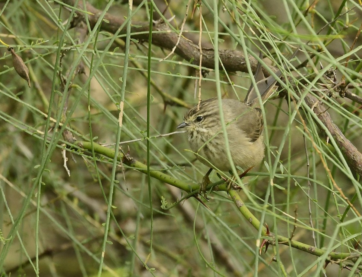 Tufted Tit-Spinetail - ML617939017