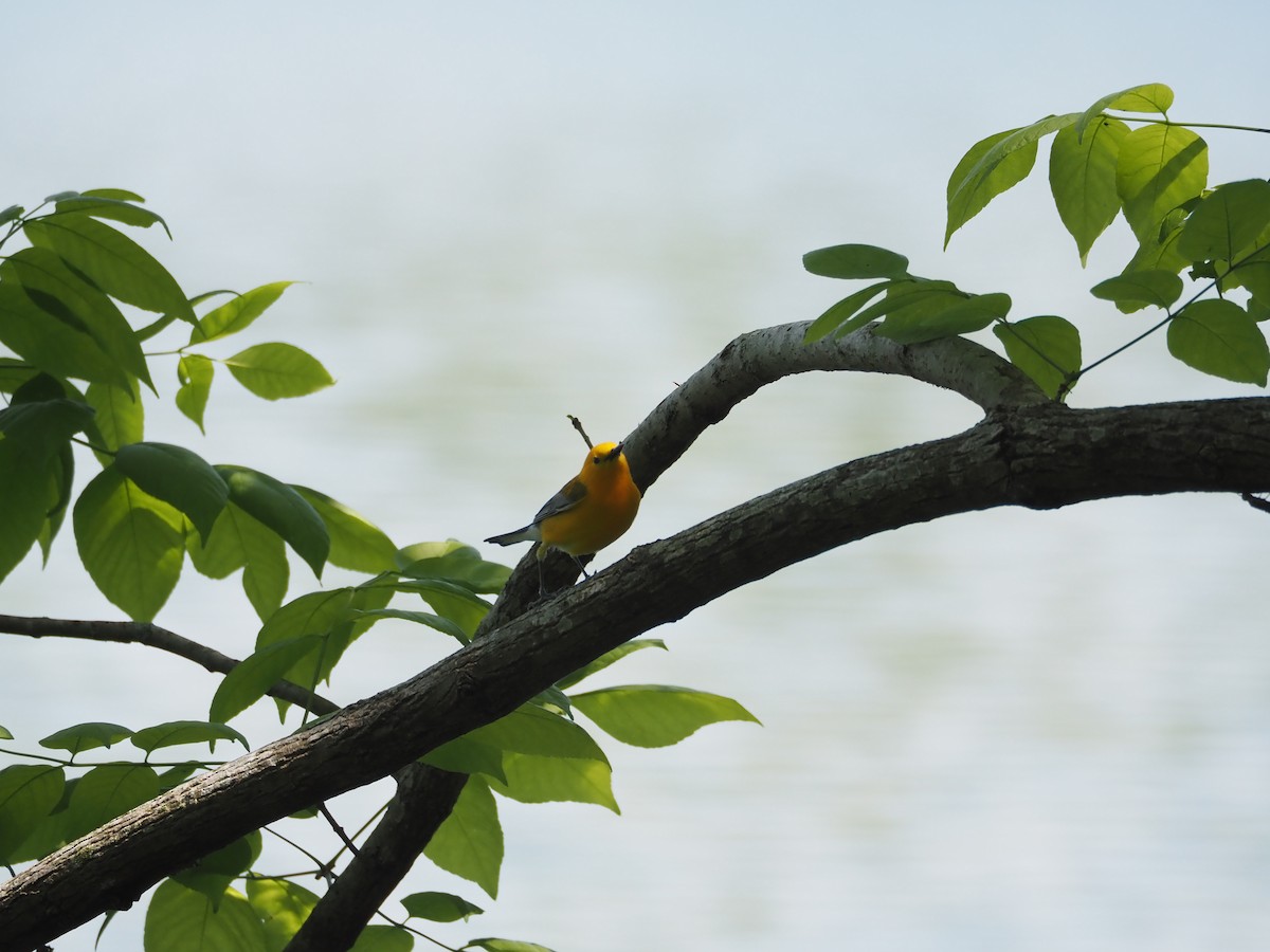 Prothonotary Warbler - ML617939028