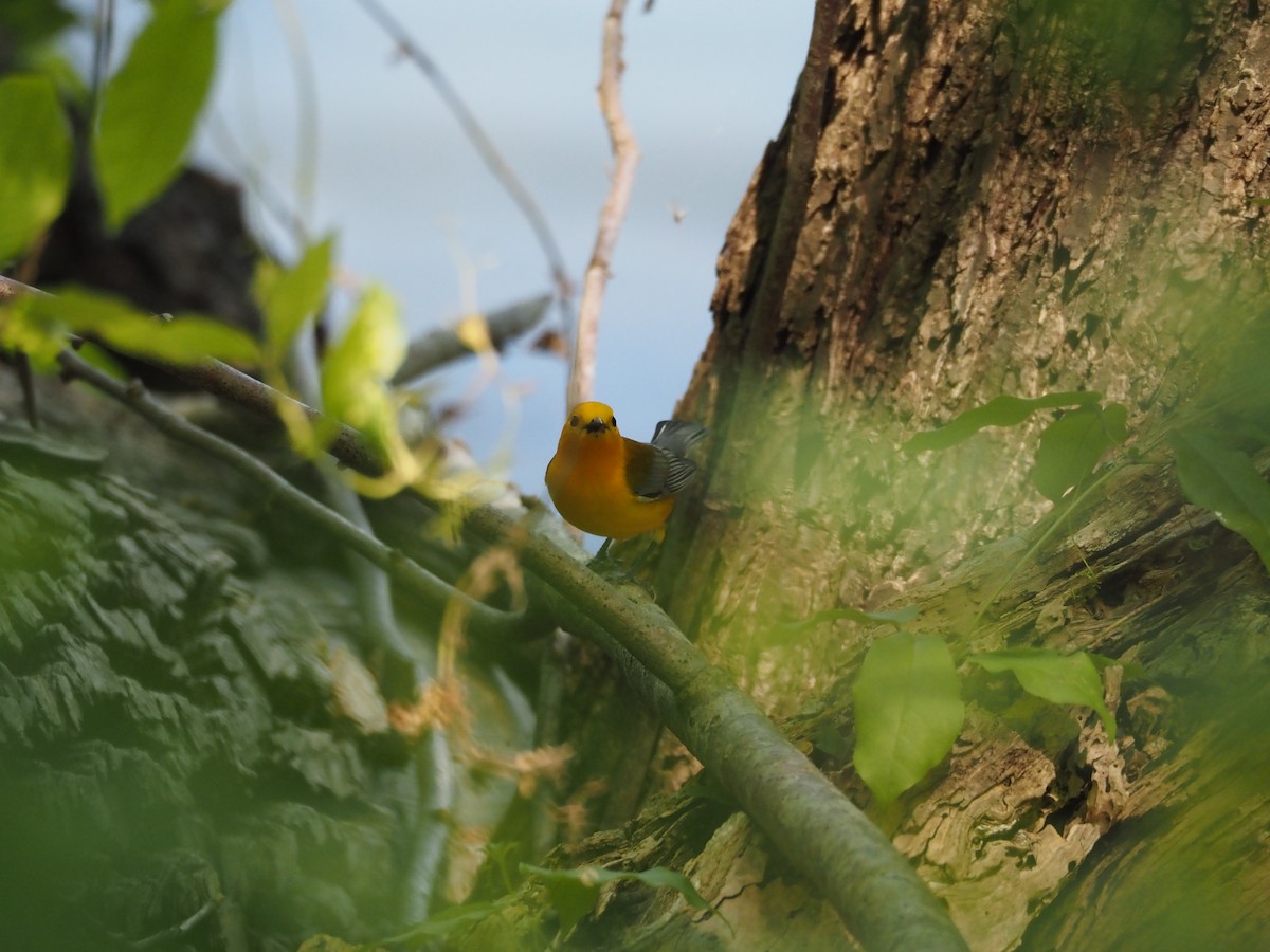 Prothonotary Warbler - ML617939029
