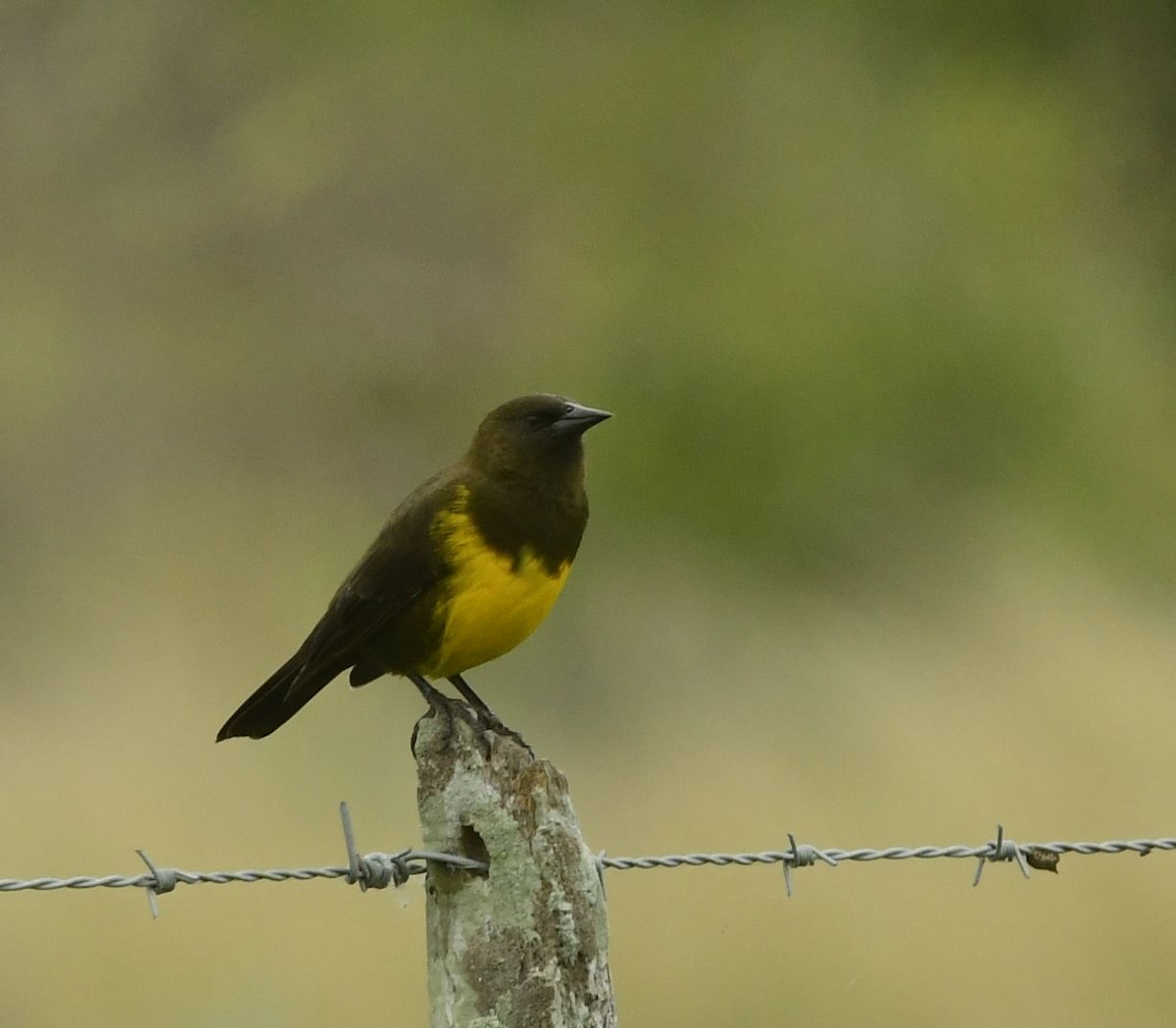 Brown-and-yellow Marshbird - Eugenia Boggiano