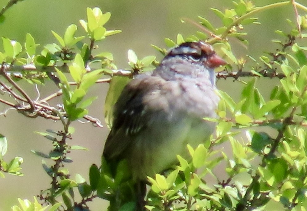 White-crowned Sparrow - ML617939055