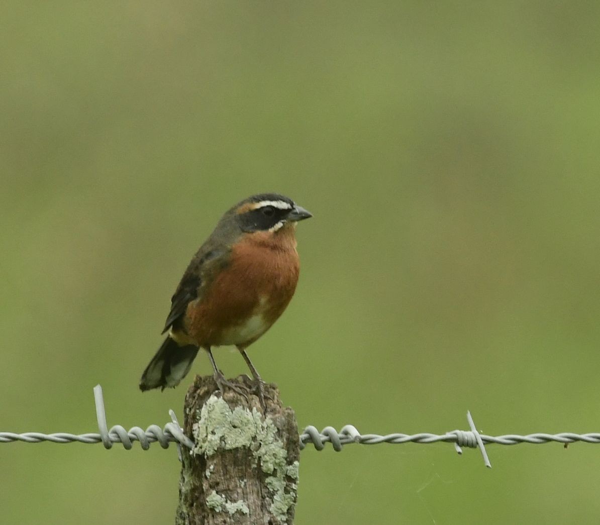 Black-and-rufous Warbling Finch - ML617939066