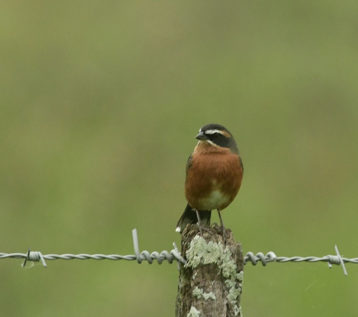 Black-and-rufous Warbling Finch - ML617939071
