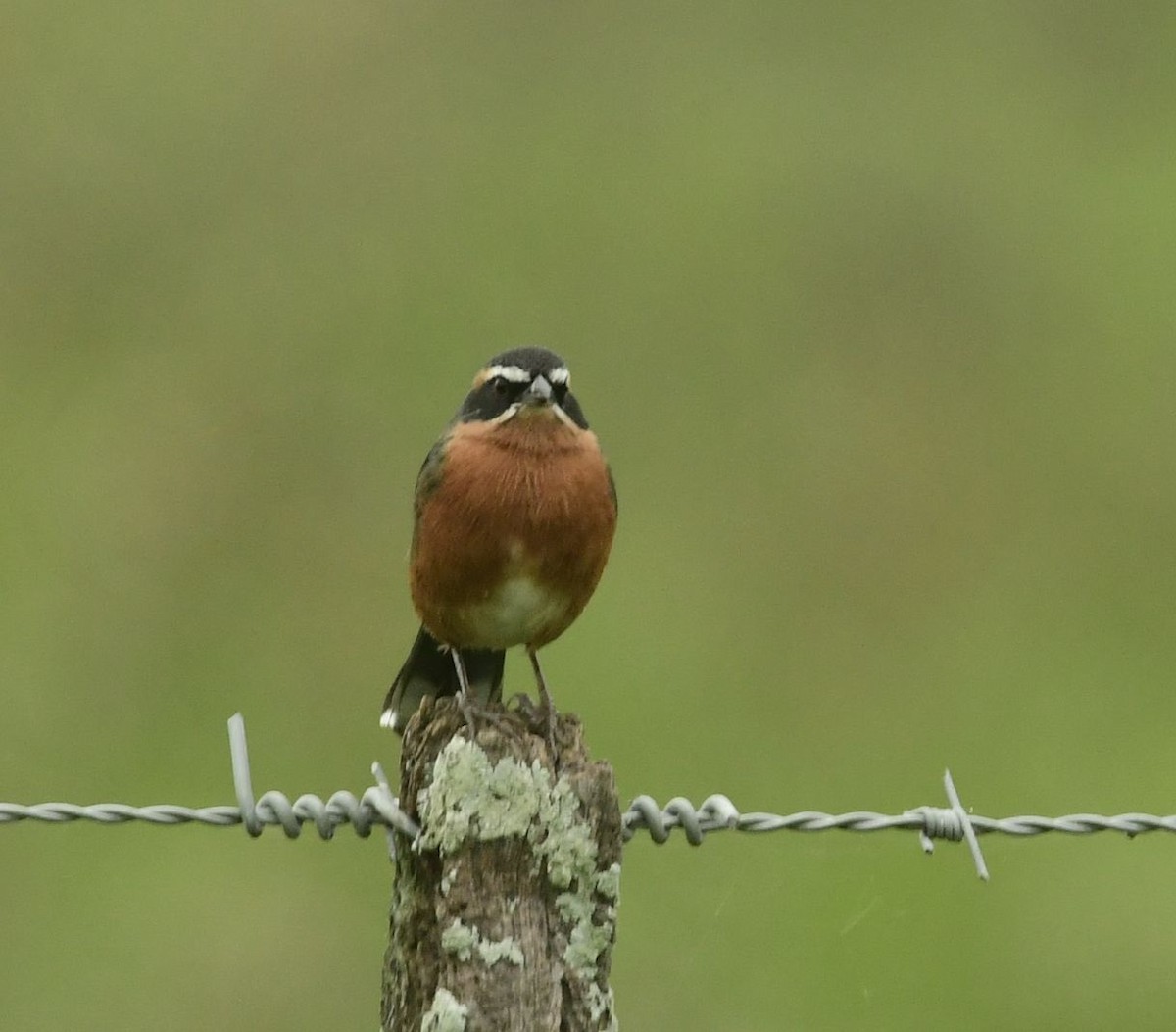 Black-and-rufous Warbling Finch - ML617939073