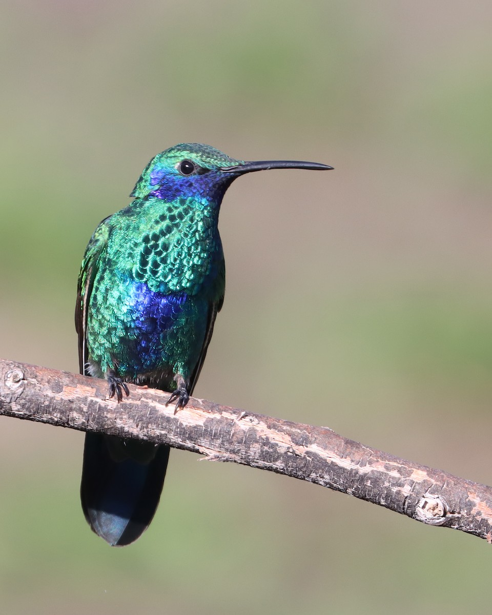 kolibřík modrolící - ML617939091