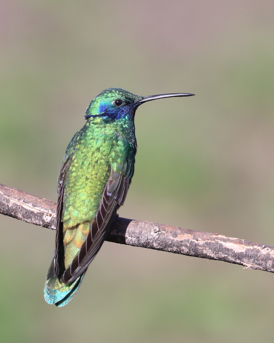kolibřík modrolící - ML617939112