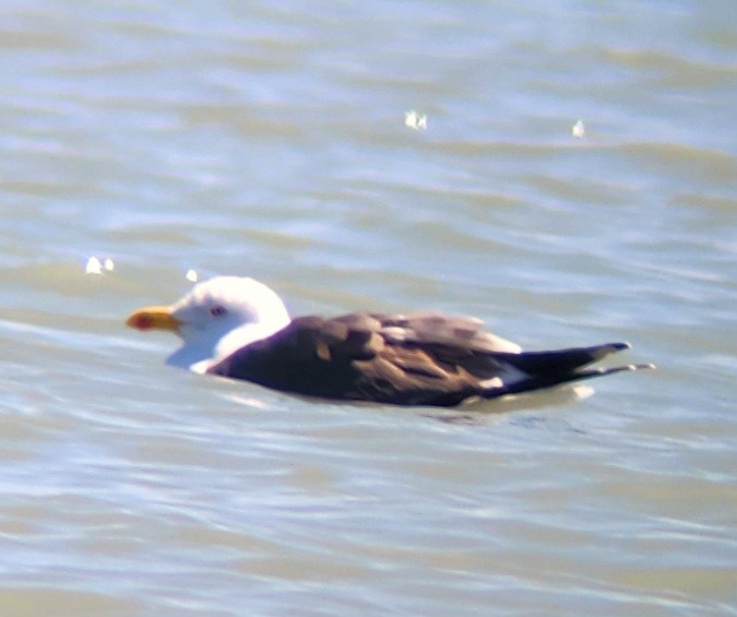 Great Black-backed Gull - Terry Ansel