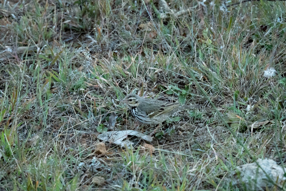 Olive-backed Pipit - Anand ramesh