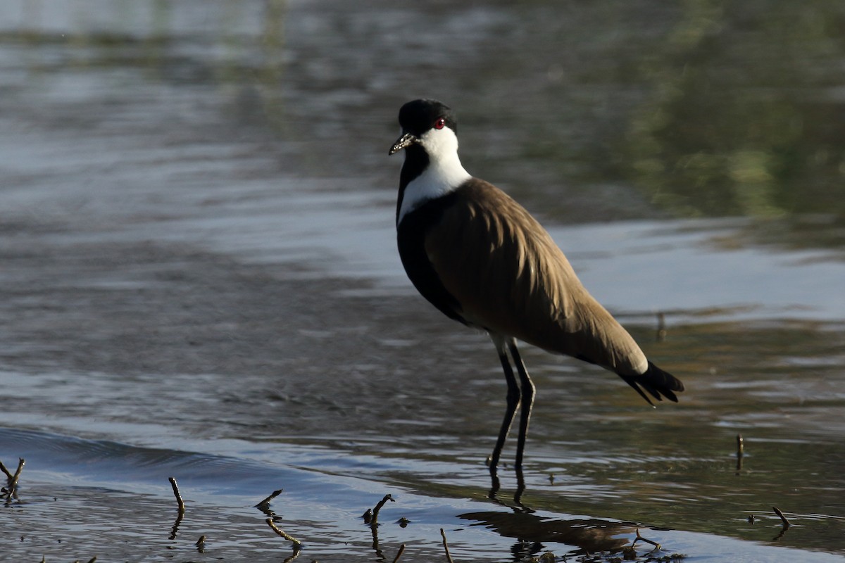 Spur-winged Lapwing - ML617939136