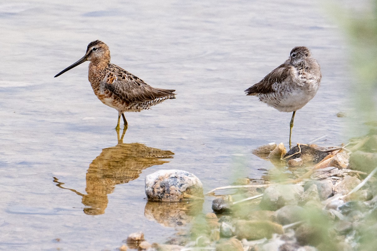Long-billed Dowitcher - ML617939182