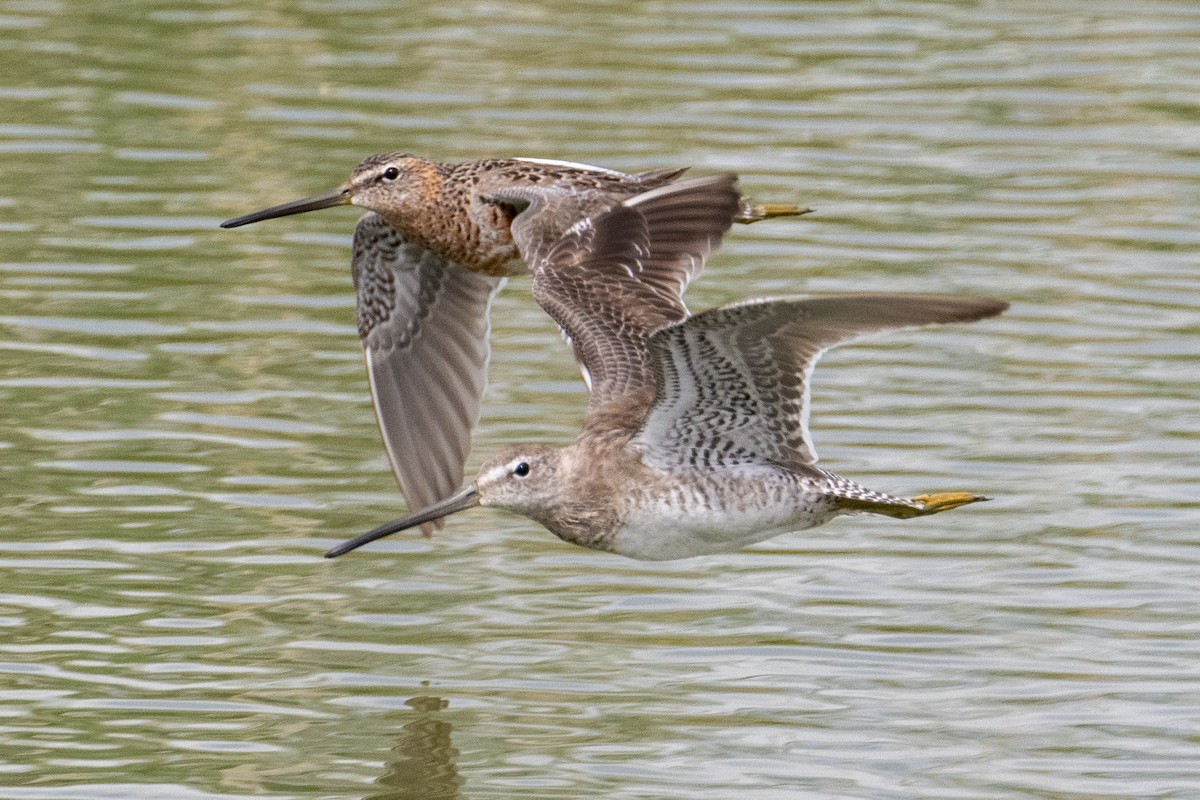 Long-billed Dowitcher - ML617939186